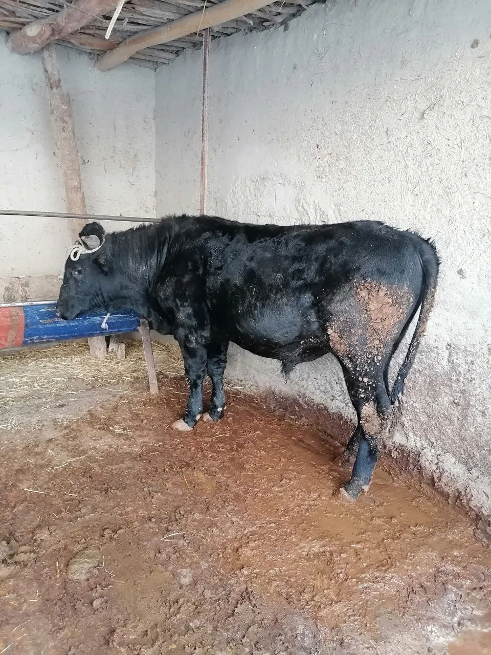 Simmental buqa — nasldor