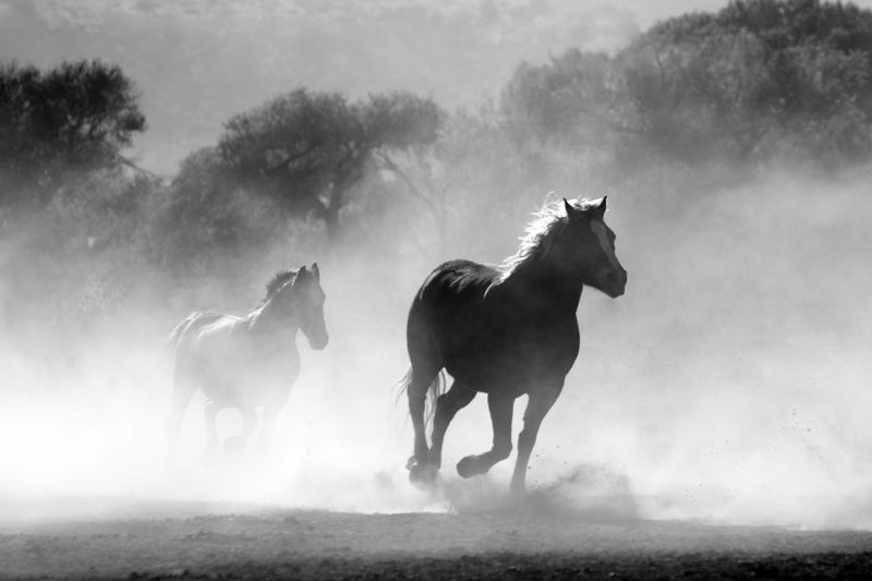 Qarabayir oti — ishchi