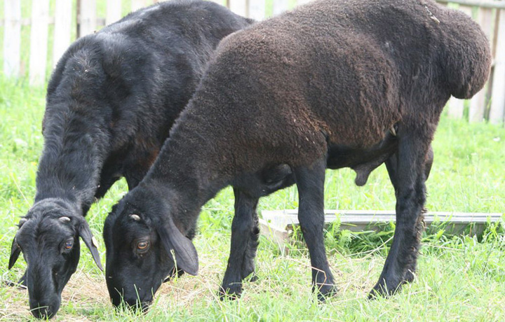 Karakul qo'chqori — nasl uchun