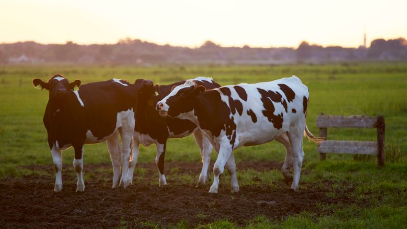 Simmental sigir — dual-purpose
